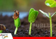 Citoquininas: las hormonas que impulsan la división celular y la brotación de los cultivos La importancia de la Citoquininas y las hormonas vegetales en las plantas/ Foto: Internet