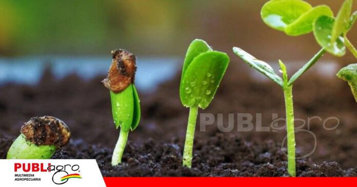 FOTO NOTAS WEB (76) La importancia de la Citoquininas y las hormonas vegetales en las plantas/ Foto: Internet