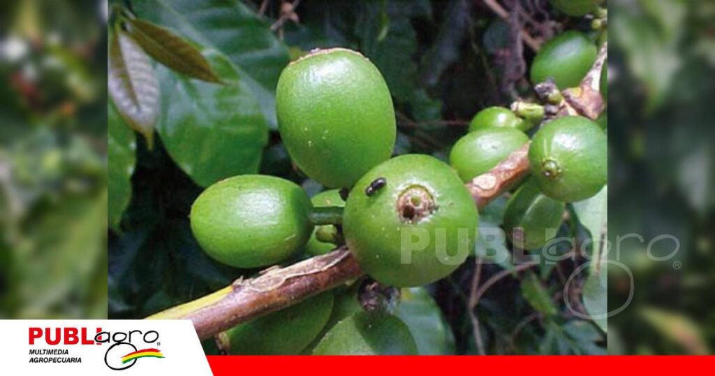El enemigo que vive dentro del grano/ Foto: Internet