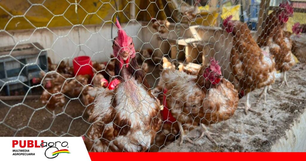 FOTO NOTAS WEB (83) Producción de gallinas ponedoras, otra alternativa de produccion / Foto: Gob. Aut. Municipal de Cuatro Cañadas