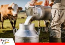 Vallegrande busca fortalecer su producción lechera con apoyo de PRO-BOLIVIA “Mi Bolivia Lechera” llega a los productores de los valles cruceños/ Foto: Internet