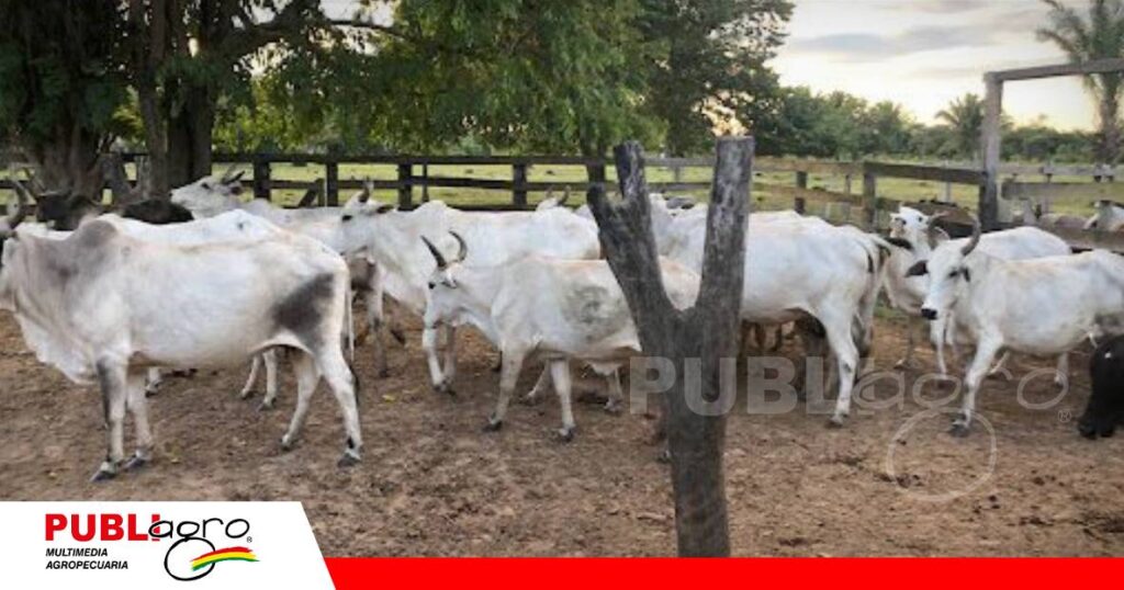Reyes festejará su tradición con un remate elite/ Foto: Internet