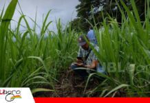 Liderazgo y cultura organizacional, claves para el futuro del agro El nuevo liderazgo busca unir equipos y fortalecer empresas agropecuarias Foto: Internet