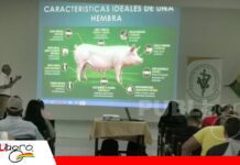 Comvetcruz fortalece la capacitación ante el crecimiento de la producción porcina Capacitación, el nuevo desafío para una porcicultura que busca crecer/ Foto: Publiagro