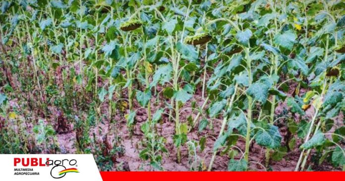 FOTO NOTAS WEB (9) Productores de girasol buscan nuevas armas contra el avance del jopo/ Foto: Internet