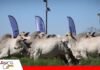 Siete toros Nelore de Agropecuaria HB son seleccionados por centrales de genética de Brasil Toros de alta genética de Agropecuaria HB/ Foto: Agropecuaria HB
