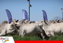 Siete toros Nelore de Agropecuaria HB son seleccionados por centrales de genética de Brasil Toros de alta genética de Agropecuaria HB/ Foto: Agropecuaria HB