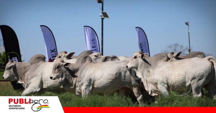 FOTO NOTAS WEB (95) Toros de alta genética de Agropecuaria HB/ Foto: Agropecuaria HB