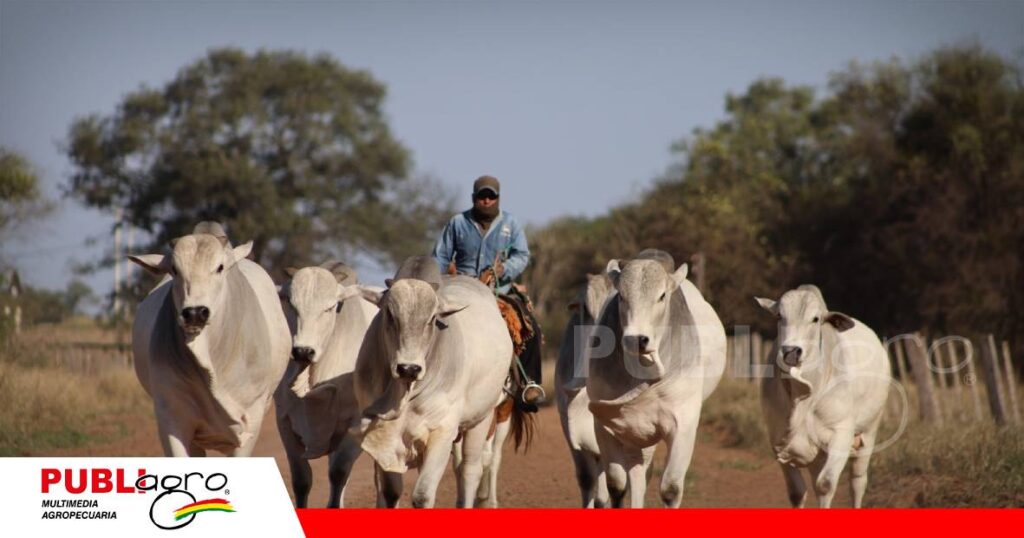 FOTO NOTAS WEB (96) Brasil seleccionó siete toros de Agropecuaria HB/ Foto: Agropecuaria HB
