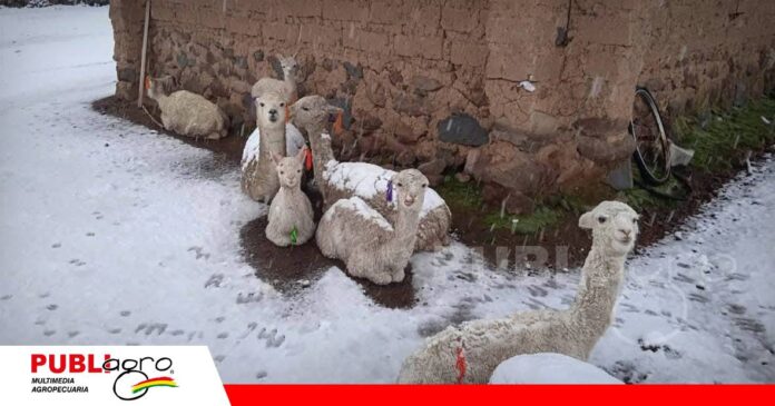 FOTO NOTAS WEB (97) Las fuertes nevadas afectan sobretodo a las crías/ Foto: Internet
