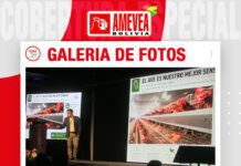 📷Galería de fotos | Ponedoras: puntos críticos en galpones climatizados