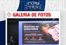 📷Galería de fotos | Productividad reproductiva en porcinos