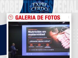 📷Galería de fotos | Productividad reproductiva en porcinos