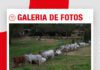 📷Galería de fotos | Remate Estrellas Brahman