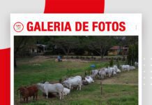📷Galería de fotos | Remate Estrellas Brahman