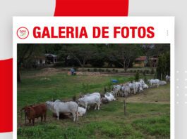 📷Galería de fotos | Remate Estrellas Brahman
