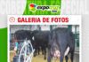 📷Galería de fotos | 7ma ordeña del concurso lechero
