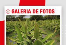 📷Galería de fotos | APPIBOL apuesta por transformar la pitahaya