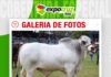 📷Galería de fotos | Brahman con raíces en el corazón del Chaco