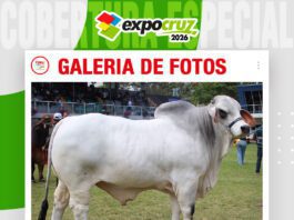📷Galería de fotos | Brahman con raíces en el corazón del Chaco