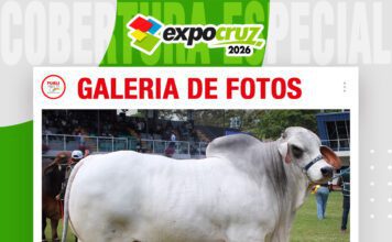 📷Galería de fotos | Brahman con raíces en el corazón del Chaco
