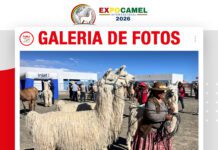 📷Galería de fotos | EXPOCAMEL 2026