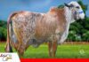 Esterlina lleva genética de punta a sus remates Pinturas Gyr y Girolando Esterlina subastará lo mejor de su genética/ Foto: Cabaña Esterlina
