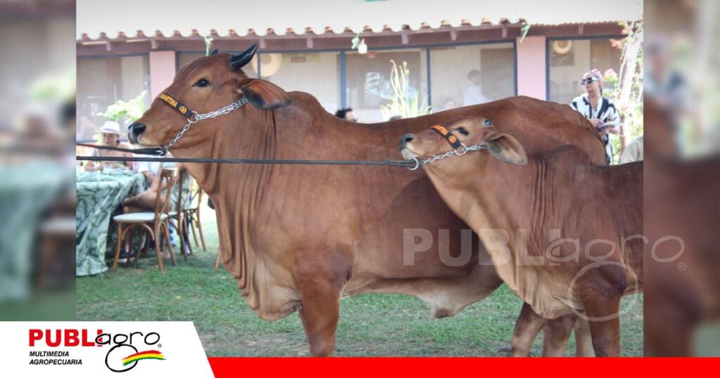 Alta calidad de ejemplares raza Sindi estarán en remate/ Foto: Publiagro