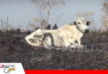 CONGABOL pide normas claras y un calendario de quemas preventivas para el sector ganadero Un calendario de quemas prescritas o preventivas reduce riesgo de perdidas / Foto: Internet