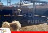 Lucha Contra el Contrabando entrega ganado incautado al matadero Los Andes para abastecer a Emapa Ganado incautado en el lago Titicaca / Foto: Internet