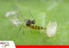 Avispas parasitoides: pequeñas aliadas contra los pulgones Utiliza pulgones como hospederos/ Foto: Internet