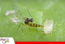 Avispas parasitoides: pequeñas aliadas contra los pulgones Utiliza pulgones como hospederos/ Foto: Internet