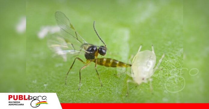 Utiliza pulgones como hospederos/ Foto: Internet