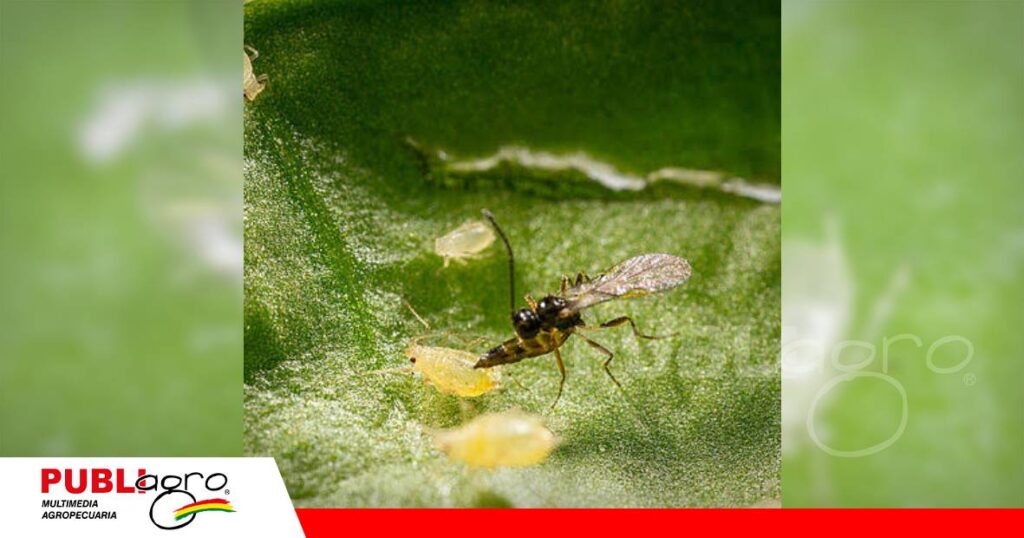 Los convierten en pequeñas estructuras conocidas como “momias”/ Foto: Internet