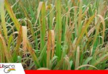Raya roja, una enfermedad bacteriana que afecta el desarrollo de la caña de azúcar Raya roja amenaza el desarrollo de la caña de azúcar/ Foto: Internet