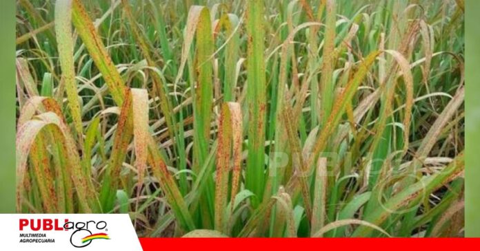 Raya roja amenaza el desarrollo de la caña de azúcar/ Foto: Internet