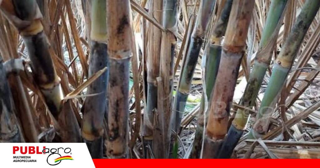 Una bacteria causa lesiones rojizas en la caña de azúcar/ Foto: Internet