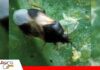Chinche pirata: pequeña depredadora, gran aliada de una agricultura sostenible Una pequeña aliada que trabaja en silencio por los cultivos/ Foto: Internet