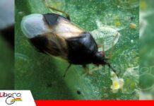 Chinche pirata: pequeña depredadora, gran aliada de una agricultura sostenible Una pequeña aliada que trabaja en silencio por los cultivos/ Foto: Internet