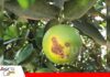 Detectar a tiempo el cáncer bacteriano es clave para proteger los cítricos Una pequeña lesión que puede poner en riesgo todo el cultivo/ Foto: Internet