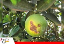 Detectar a tiempo el cáncer bacteriano es clave para proteger los cítricos Una pequeña lesión que puede poner en riesgo todo el cultivo/ Foto: Internet