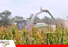 Productores de maíz enfrentan escasez de diésel, falta de biotecnología y mayores costos Los productores de maíz y sorgo enfrentan la escasez de diésel / Foto: Internet