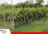 Pequeñas parcelas, grandes sueños: la pitahaya busca conquistar el campo boliviano Producción de Pitahaya/ Foto: Publiagro