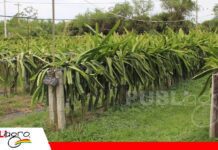 Pequeñas parcelas, grandes sueños: la pitahaya busca conquistar el campo boliviano Producción de Pitahaya/ Foto: Publiagro