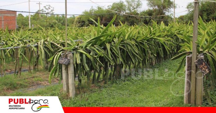 Producción de Pitahaya/ Foto: Publiagro