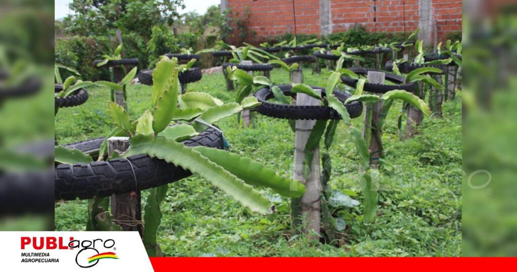 Producción en diferentes sistemas/ Foto: Publiagro
