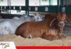 Más de 900 ejemplares cebuinos mostrarán la genética boliviana en Expocruz Los animales ya están instalados en la feria/ Foto: Asocebu