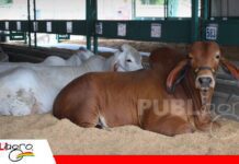 Más de 900 ejemplares cebuinos mostrarán la genética boliviana en Expocruz Los animales ya están instalados en la feria/ Foto: Asocebu