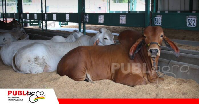 FOTO NOTAS WEB - 2026-09-09T162340.563 Los animales ya están instalados en la feria/ Foto: Asocebu