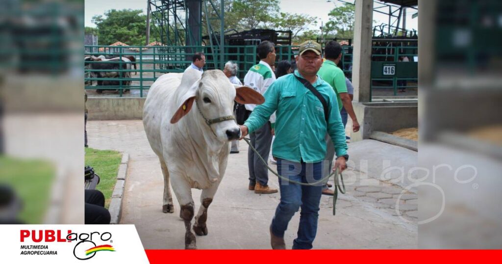 FOTO NOTAS WEB - 2026-09-09T162448.547 900 animales cebuinos en feria/ Foto: Asocebu